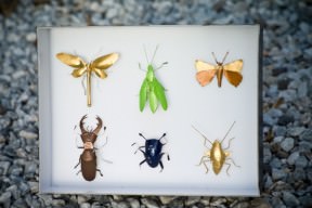 Nespresso caps insects