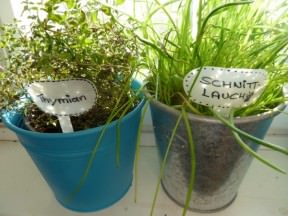 Plant plugs made of shower gel bottle