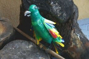 PET Parrot