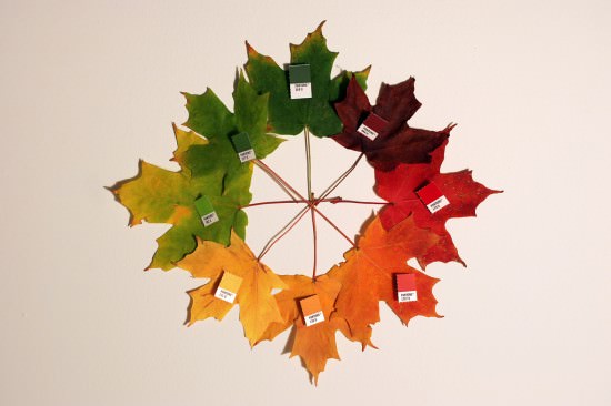 automn panton
