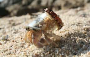 Little crab