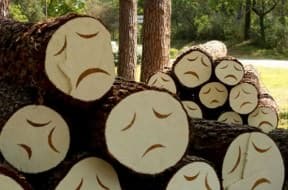 Poor little trees
