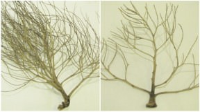 DIY Sea Fan From Palm Flower Stalk