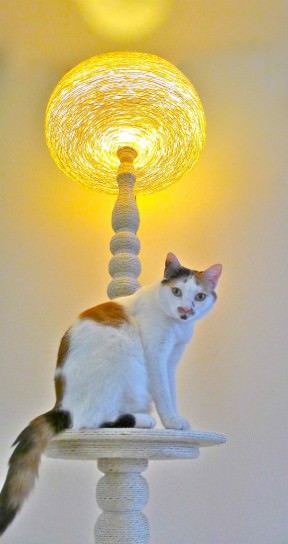 Lighting cat tree