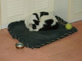 Fun and sleeping place for your Pet