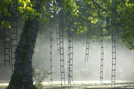 L’arbre aux échelles (Ladders tree)
