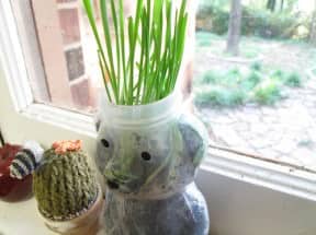 Beararium – Honey Bear Terrarium