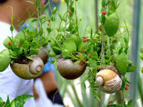 DIY : snail shell mini garden