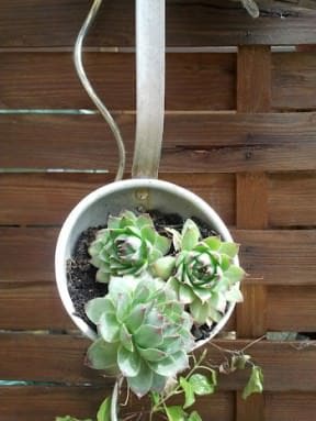 Culture ladle