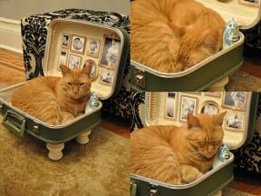 Cat bed from upcycled suitcase