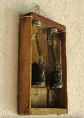 Plants+Glass Bottles