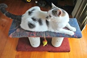 DIY: Cat Scratching Post