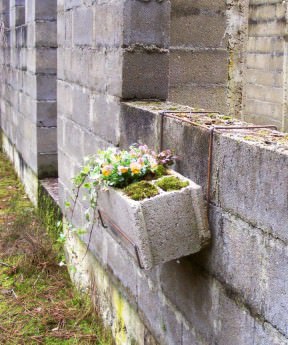 Cinderblock planter