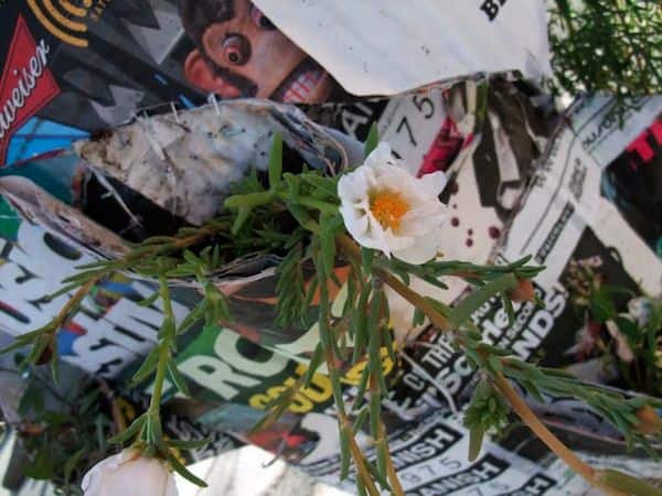 Poster pocket plants