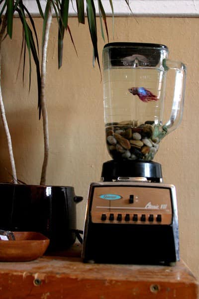 noid-WEBb-poissonBlender