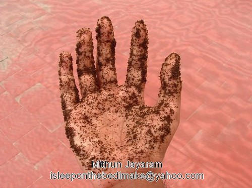 Observing The Lost Tea Leaves Series 1 &bull; Accessories