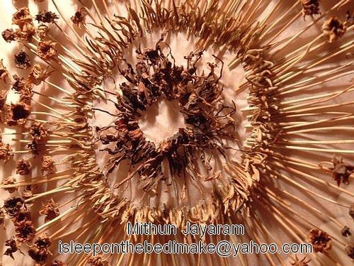 Observing The Lost Tea Leaves Series 2 &bull; Accessories