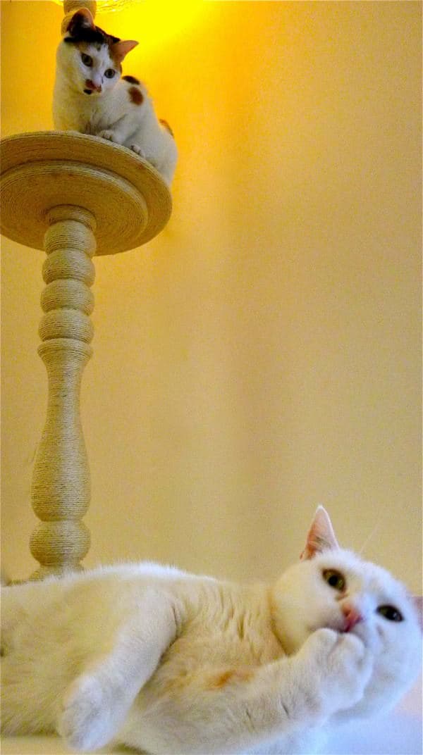 Lighting Cat Tree 2 &bull; Lamps & Lights