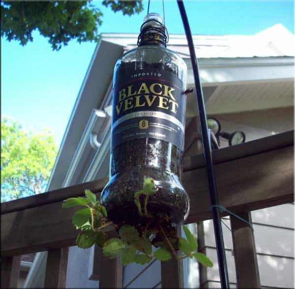 Black-Velvet-Plant-Holder