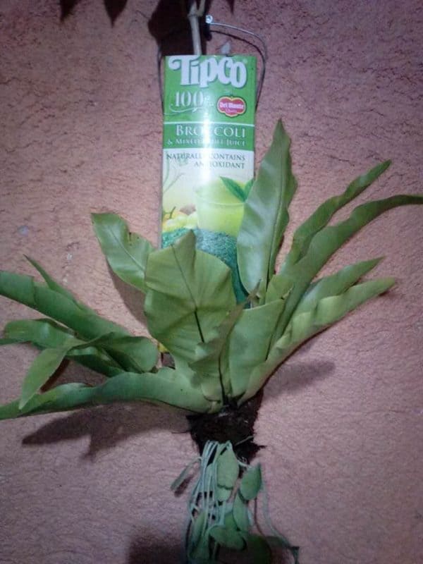 11403222_1658326264390953_1660394901820588573_n