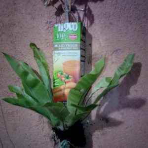 Tetrapak as Plant Pot 1 &bull; Do-It-Yourself Ideas