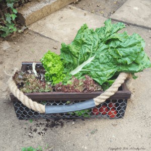Easy Diy Harvesting Basket 5 &bull; Garden Ideas