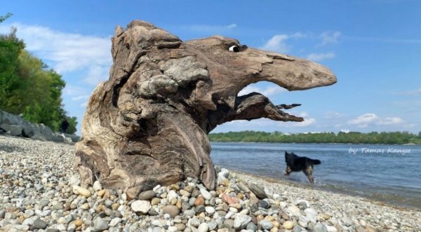 The Reincarnation of Driftwood by Tamas Kanya 18 • Wood & Organic • Recyclart The Reincarnation of Driftwood by Tamas Kanya 17 • Wood & Organic