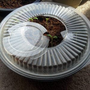 DIY-Greenhouse