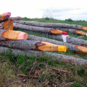 giant-wooden-pencils