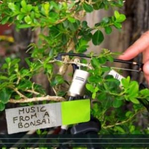 music-bonsai