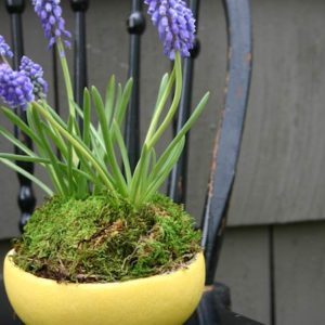 Grapefruit Planter