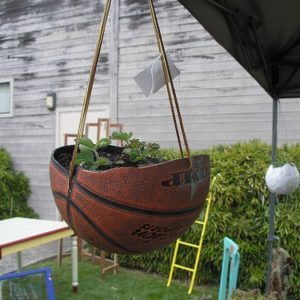 planted-basket-ball