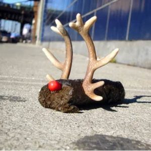 poodolph2
