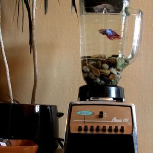 noid-WEBb-poissonBlender