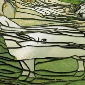 terraced-farm
