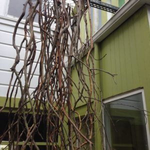 tree-bike 02
