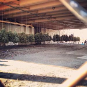 Christmas tree installation 02